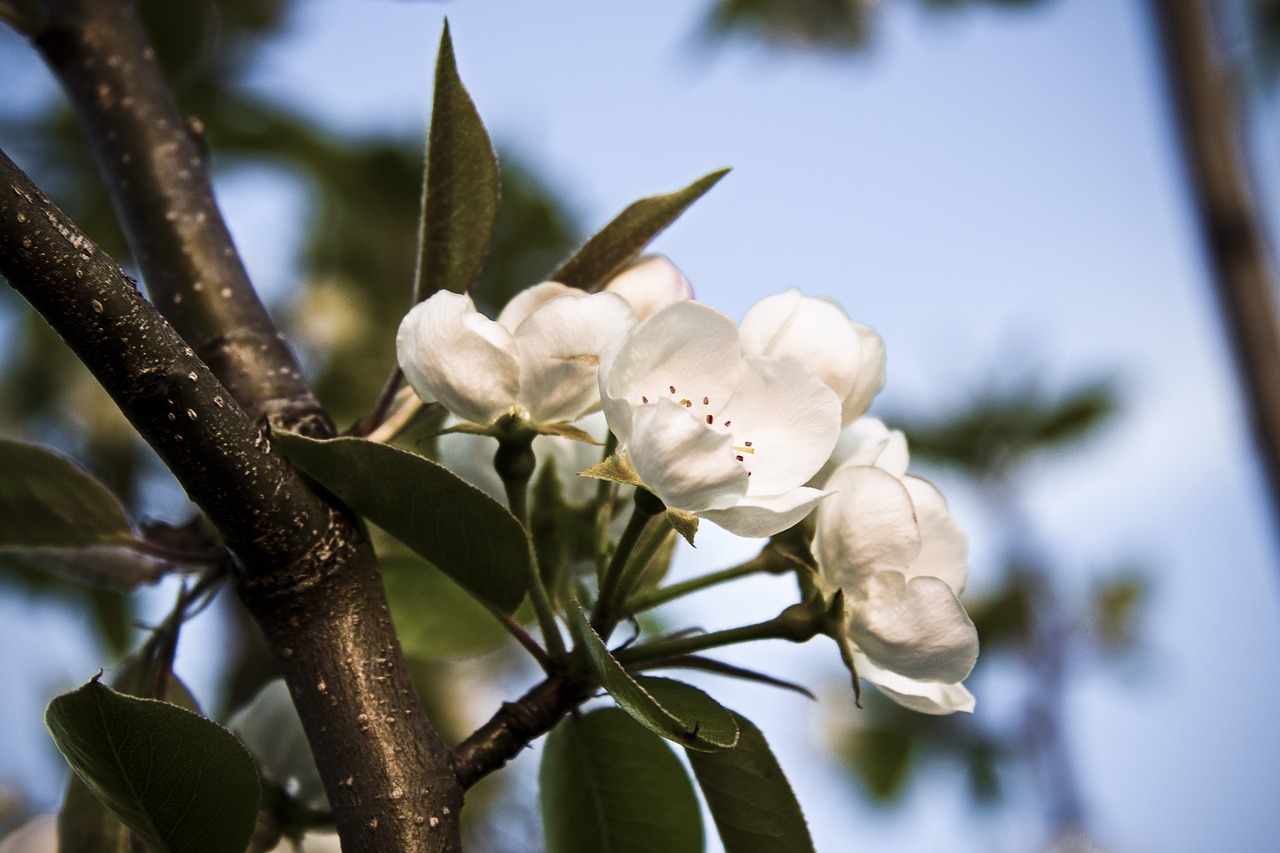 spring  flowers  pear free photo