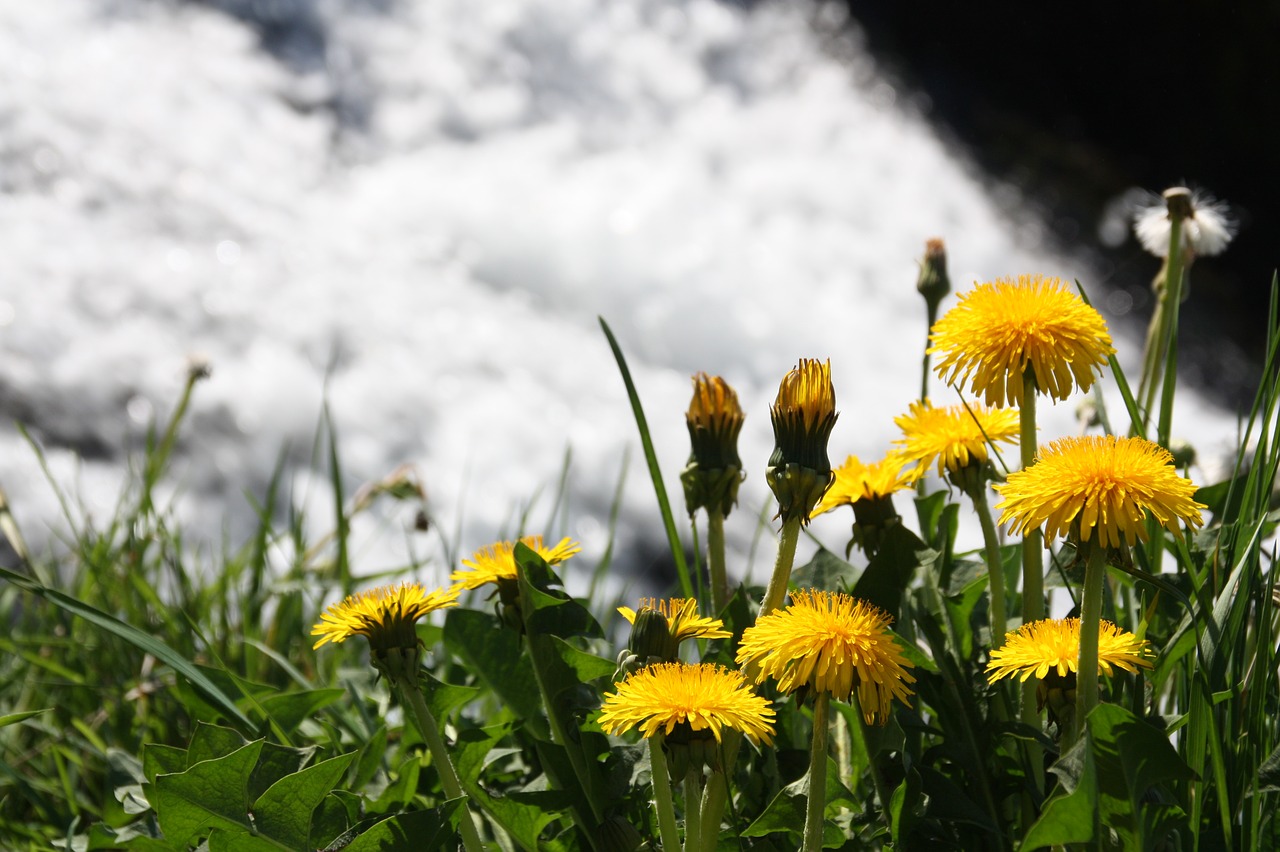 spring  dandelion  waterfall free photo