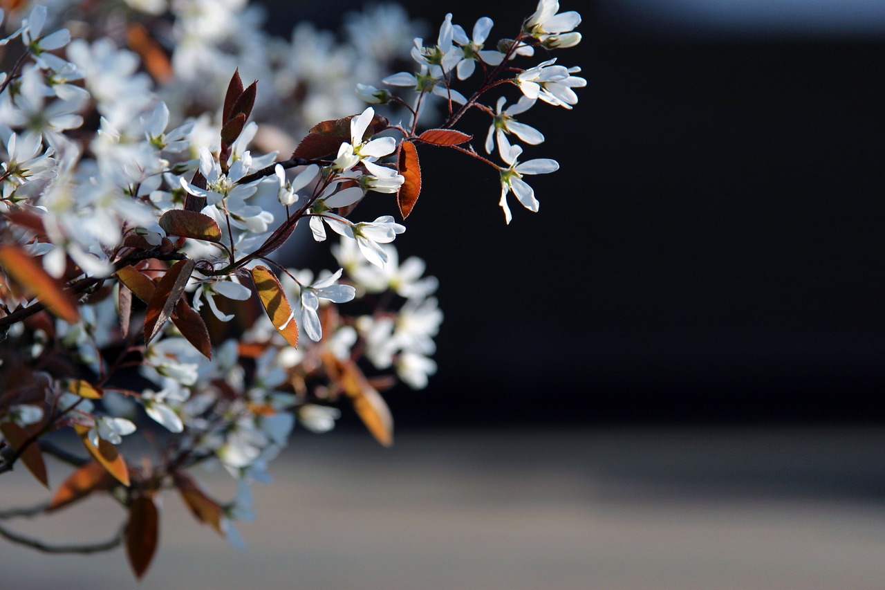 spring  flowers  nature free photo