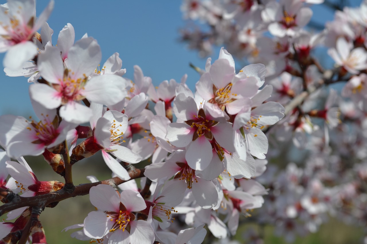 spring  flowers  apricot free photo