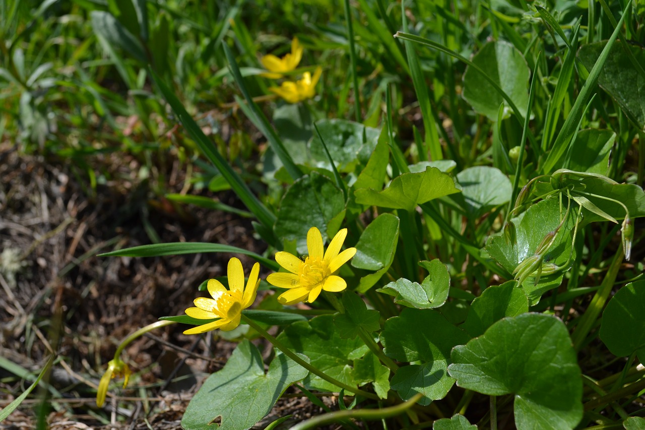 spring  flowers  meadow free photo