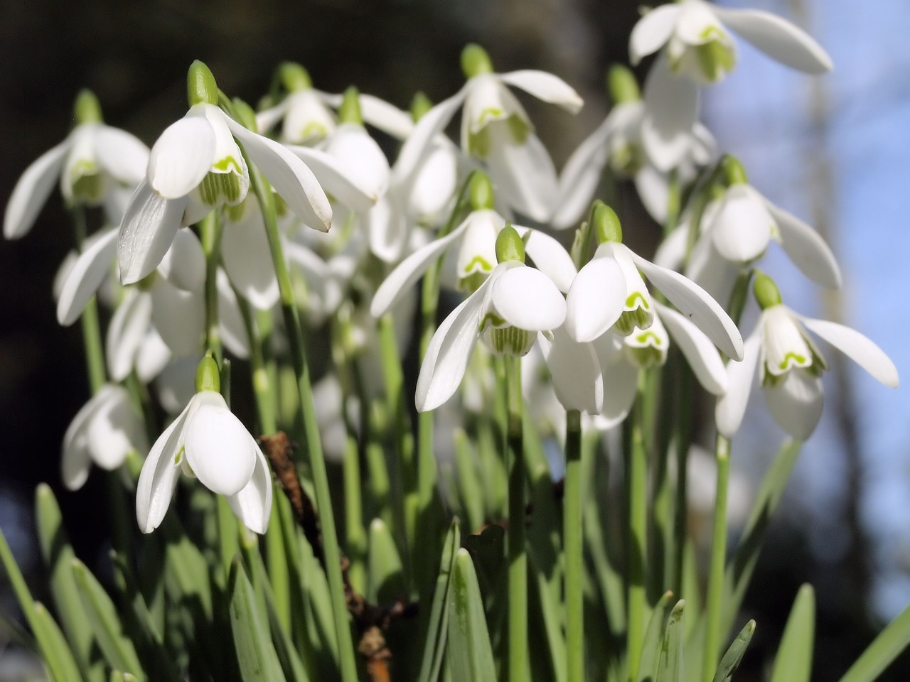 spring  white  flowers free photo