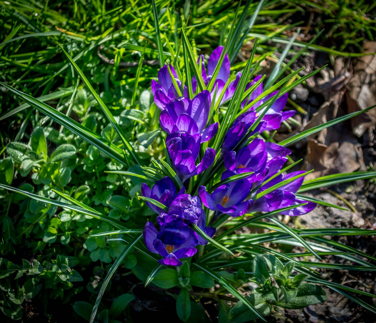 spring purple crocuses free photo