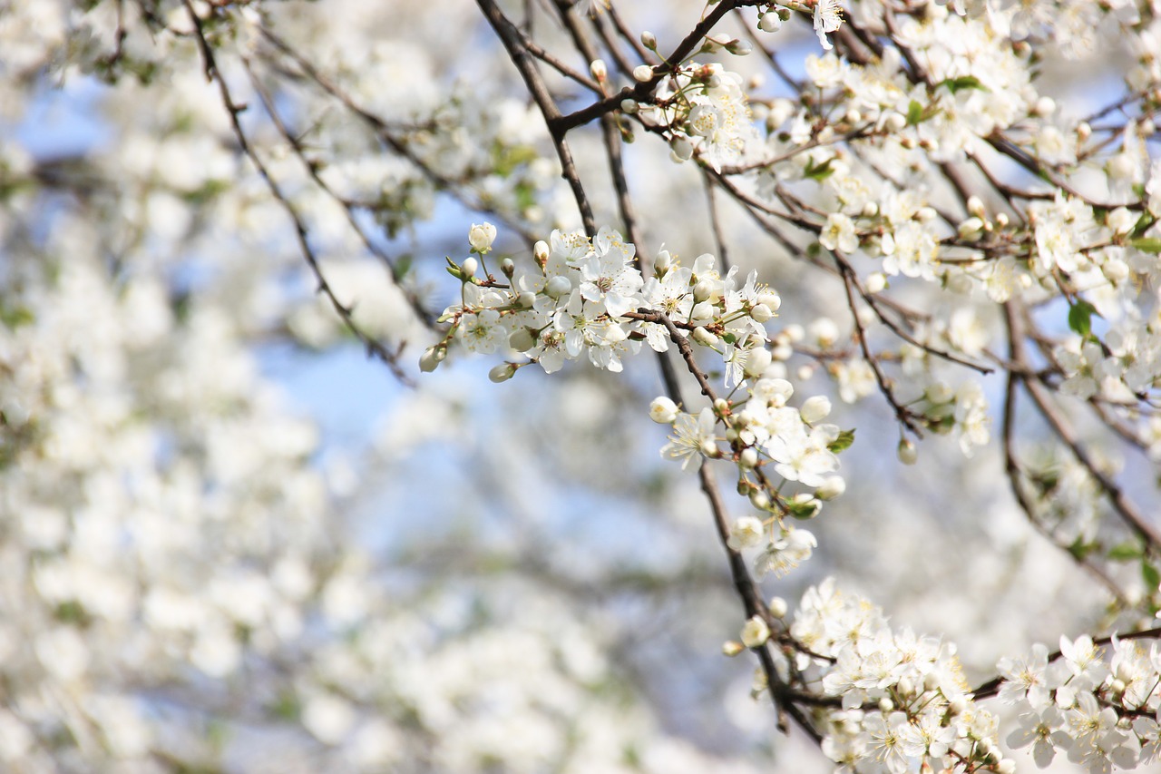 spring  flowers  plant free photo