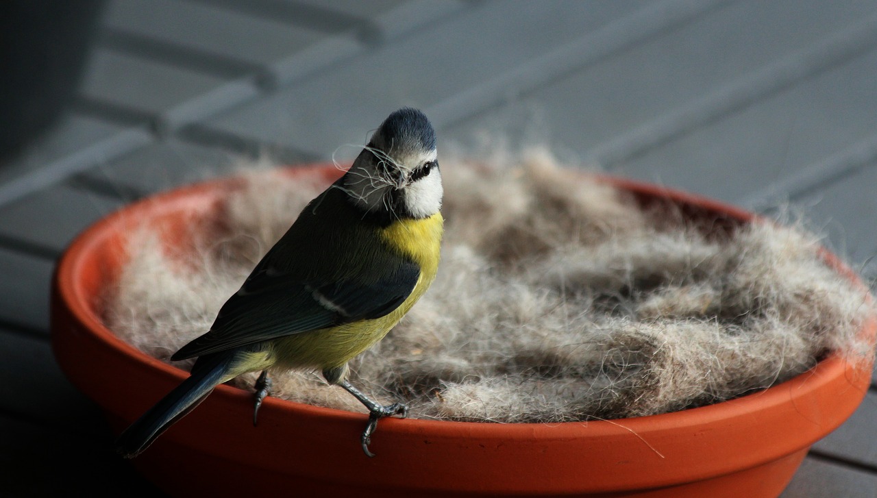 spring  blue tit  bird free photo