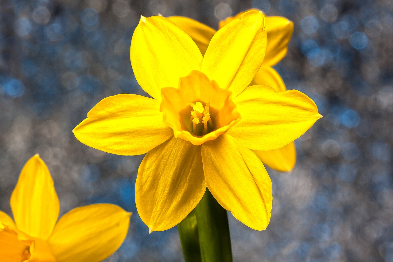 spring  narcissus  amaryllis plant free photo