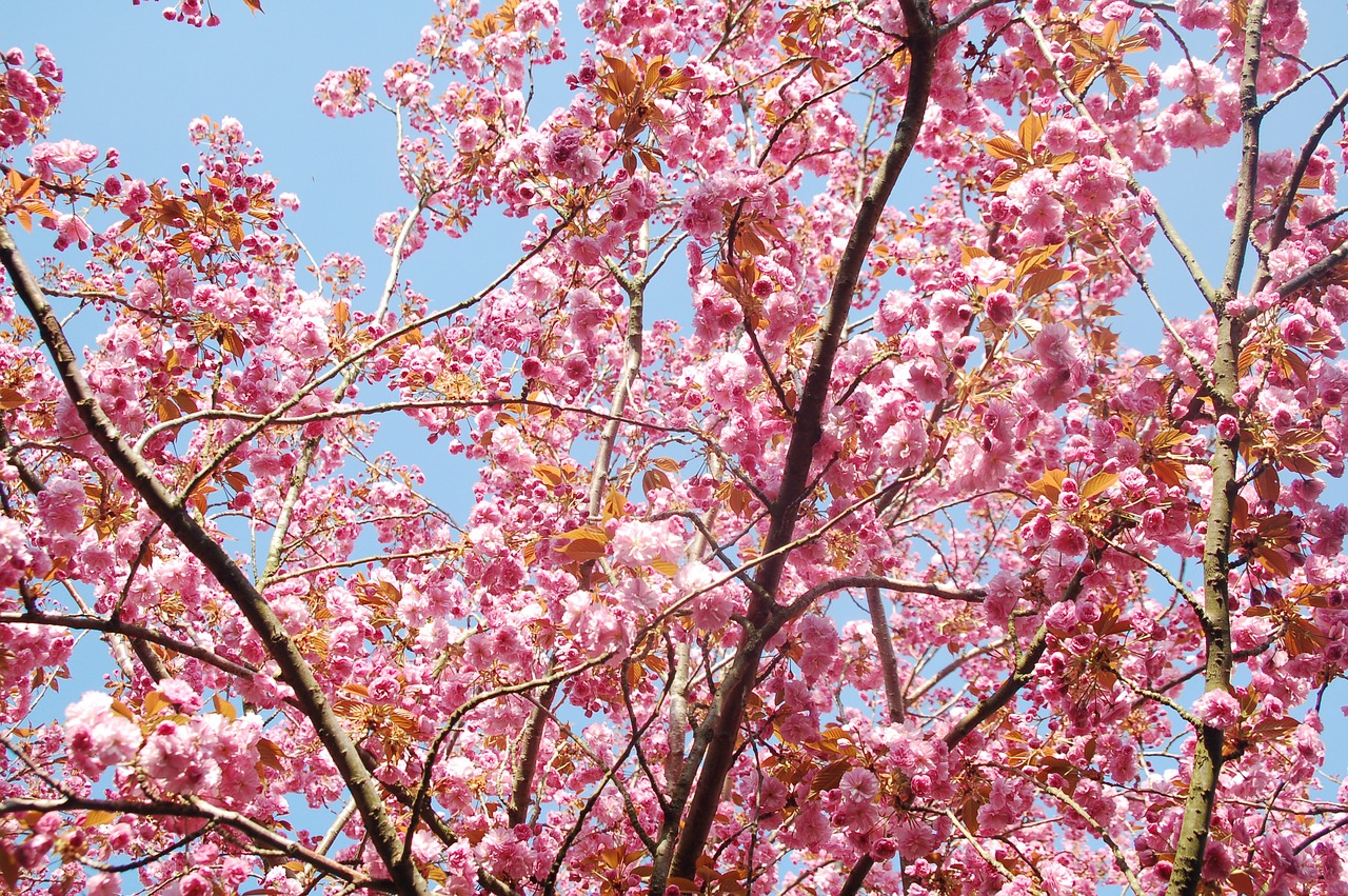spring  blossom  flowers free photo
