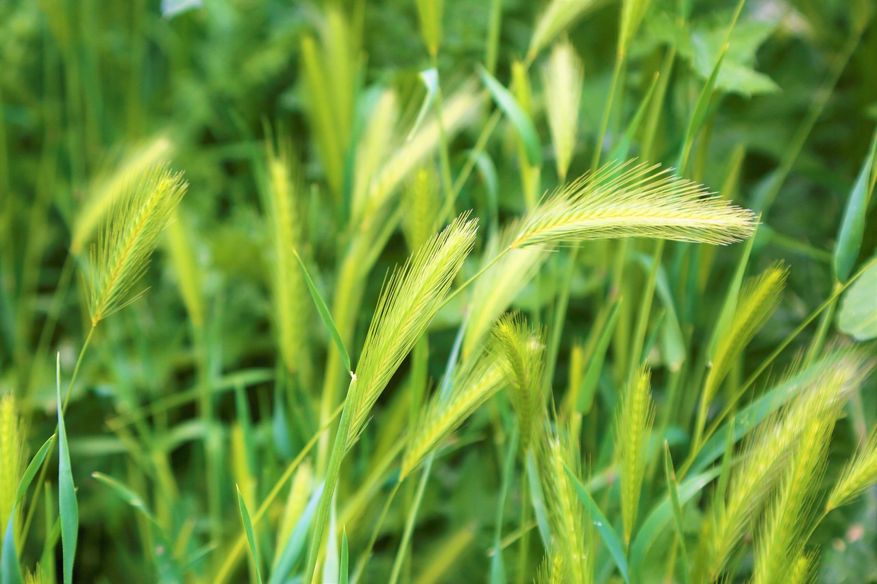 spring  spike  greens free photo