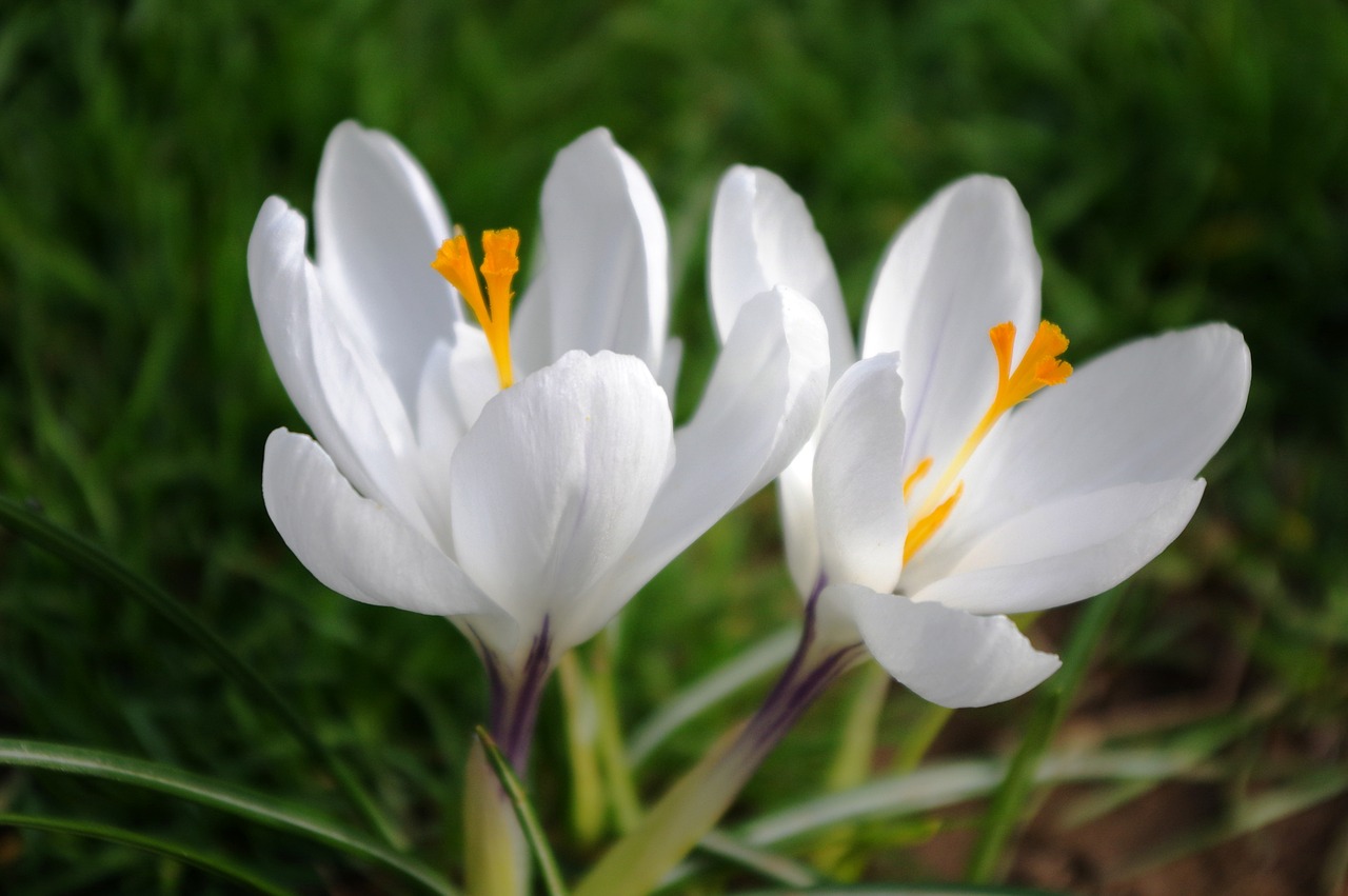 spring  crocus  meadow free photo