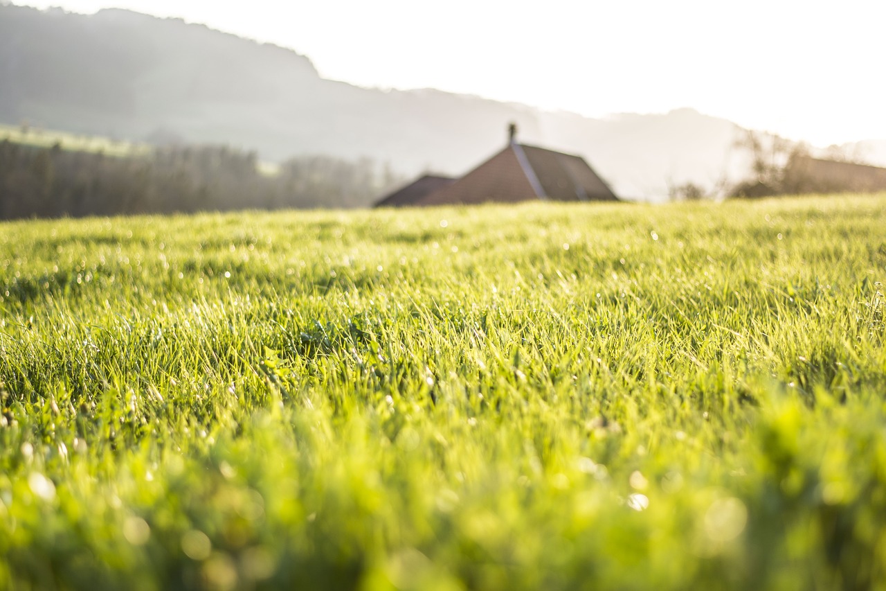 spring  grass  green free photo