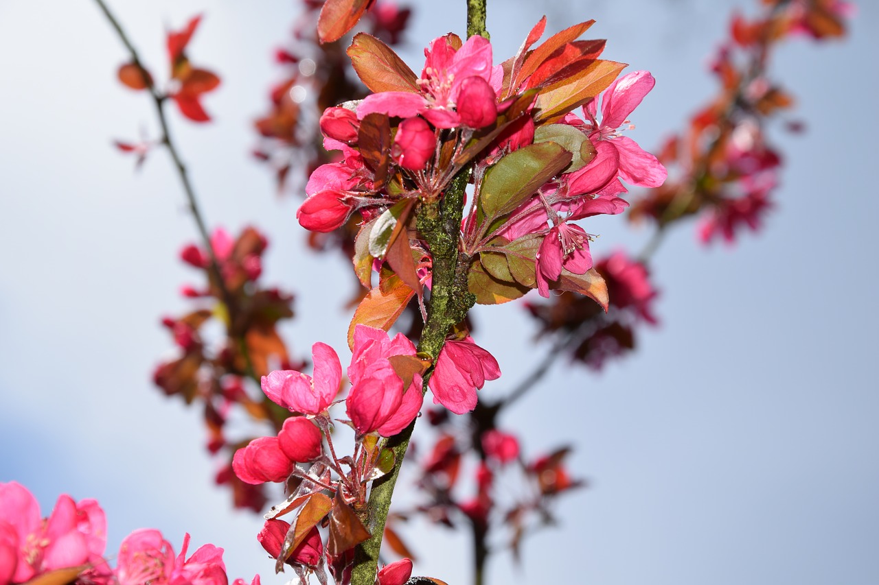 spring  the buds  flowers free photo