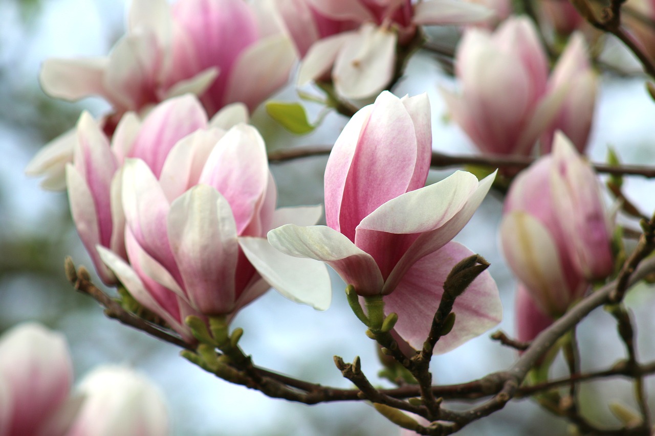spring  magnolia  flower free photo