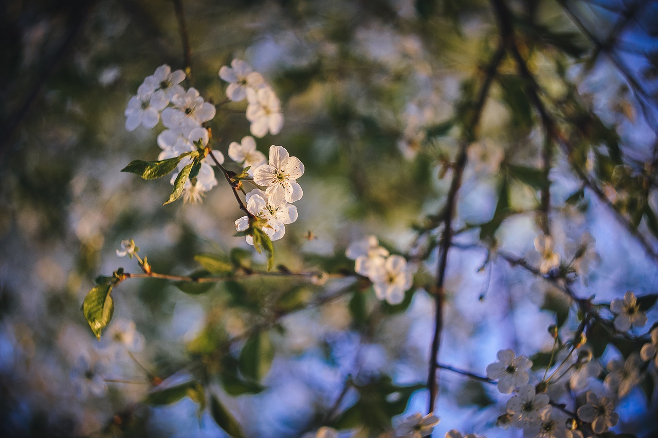 spring  sunset  nature free photo