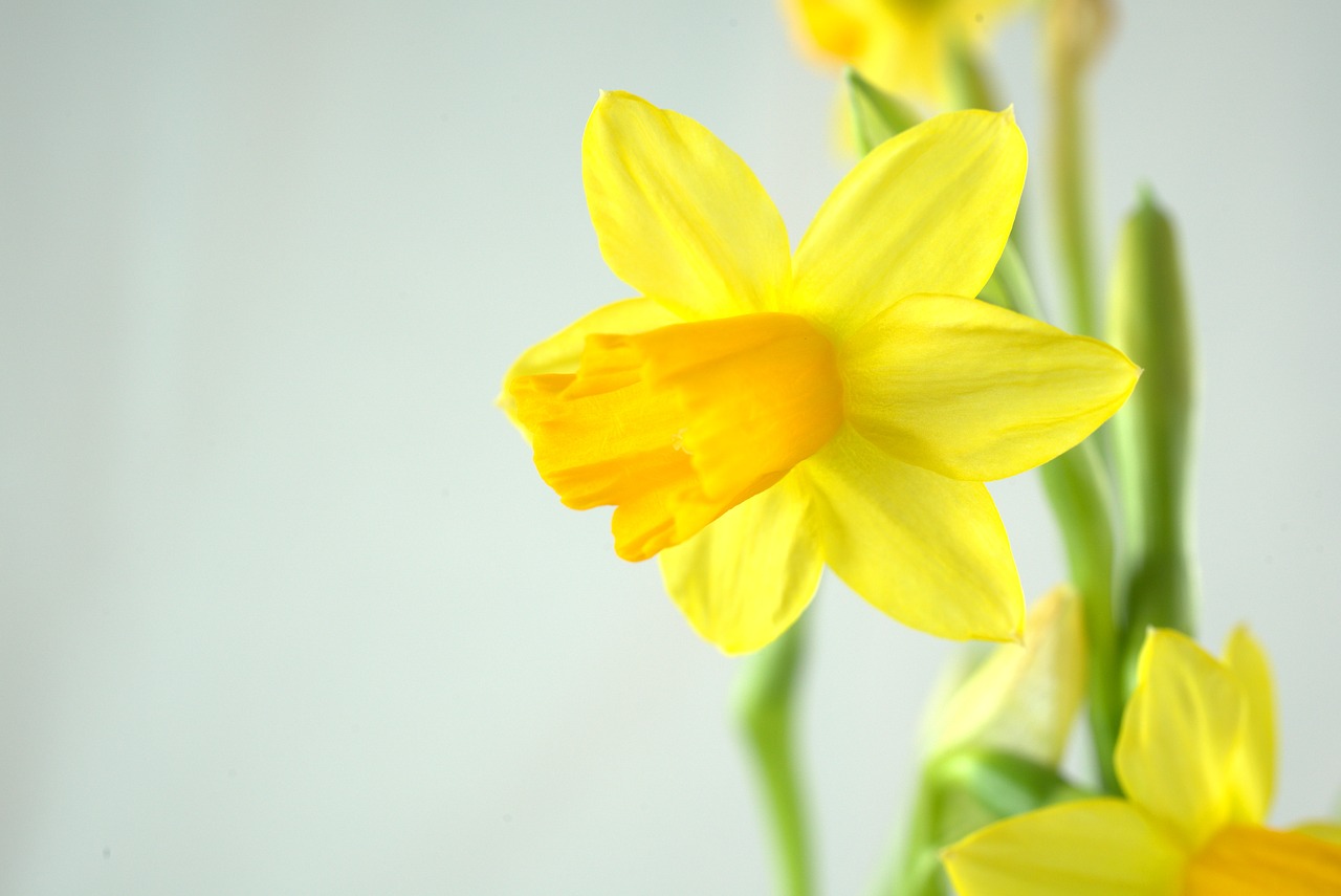 spring  easter  daffodil free photo