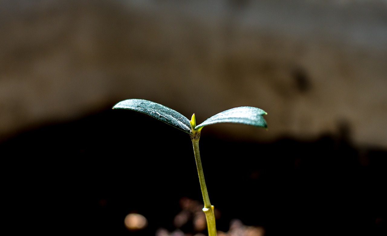 spring  tree  sapling free photo