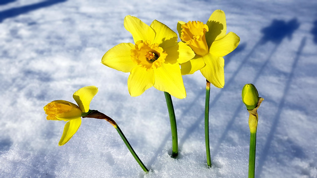 spring  narcissus  snow free photo
