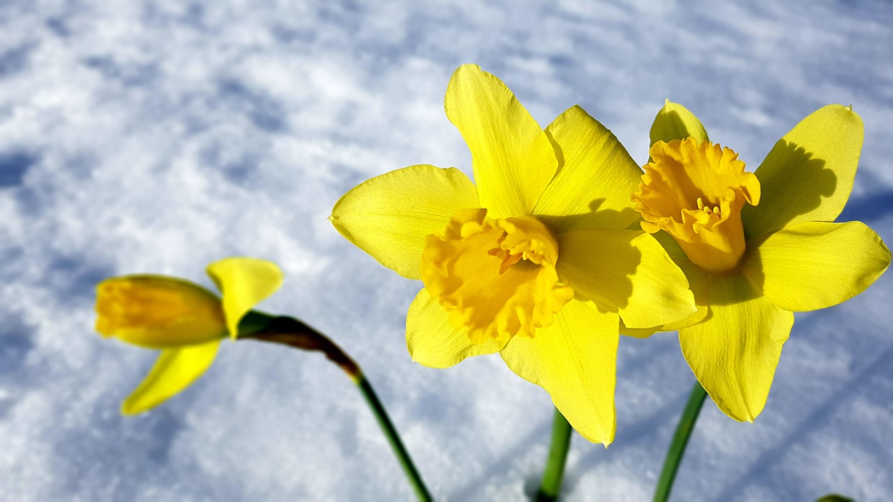spring  narcissus  snow free photo