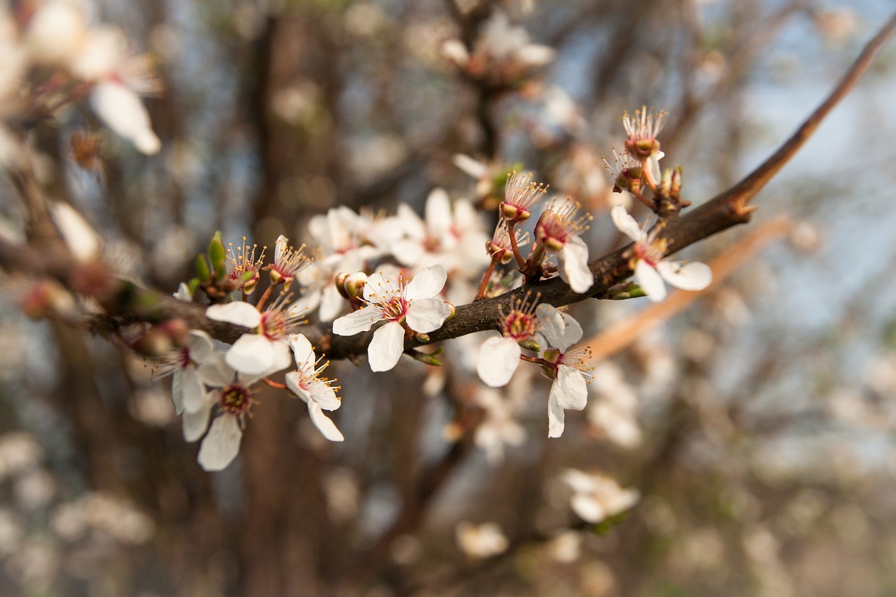 spring  flowers  cherry blossom free photo