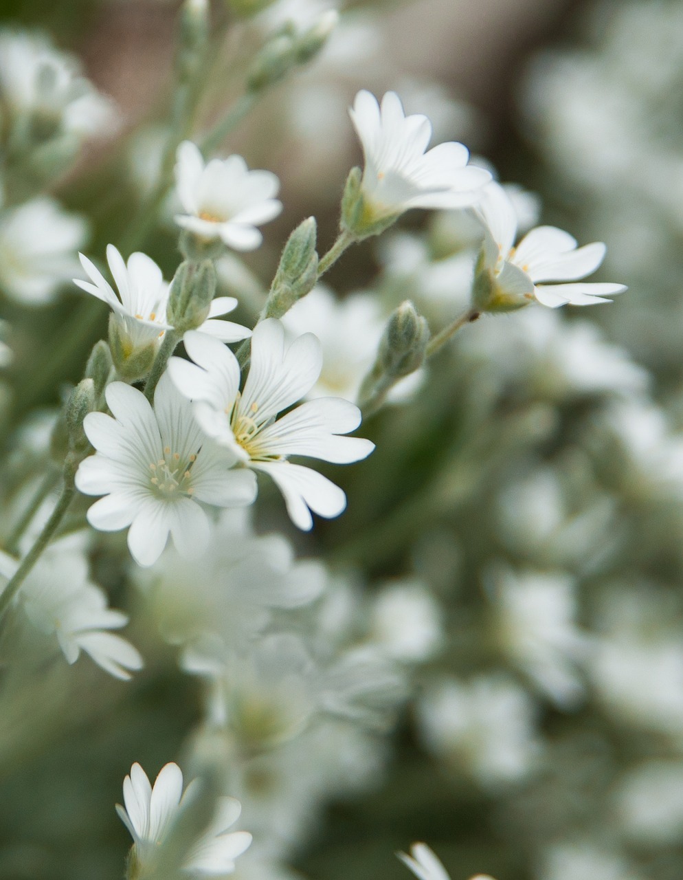 spring  flowers  nature free photo