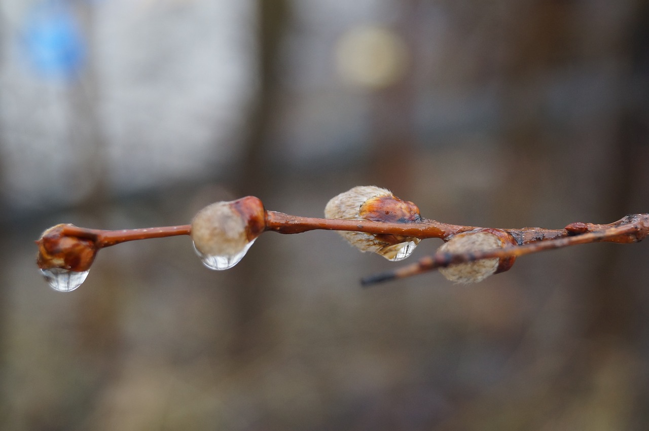 spring  rain  willow free photo