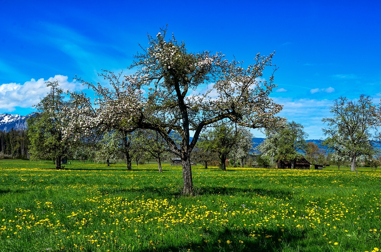 spring  tree  landscape free photo