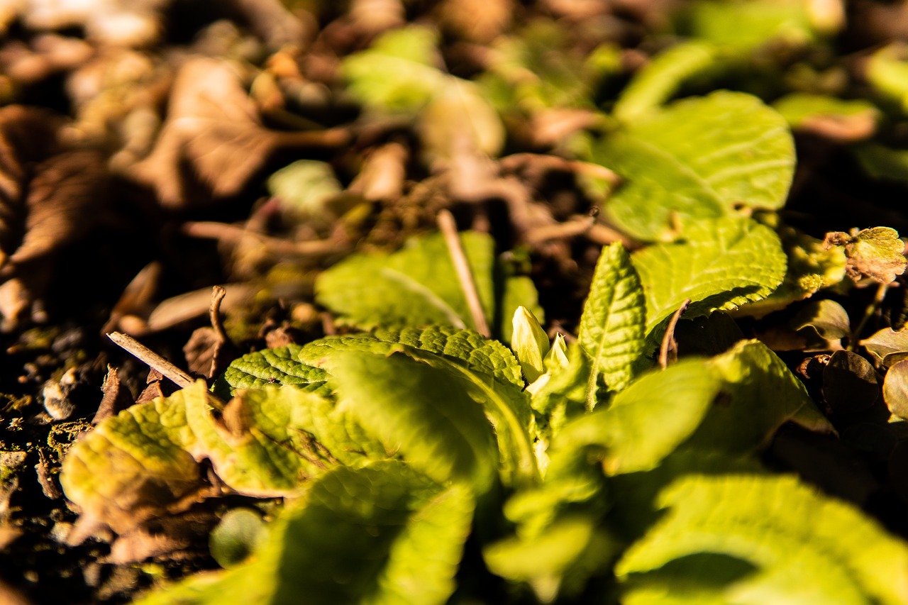 spring  flower  bloom free photo