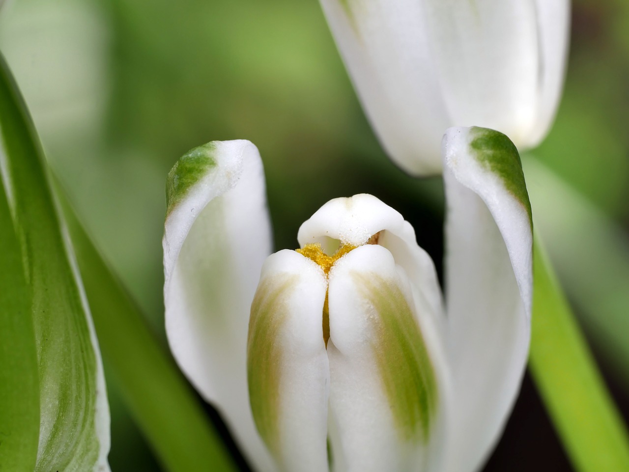 spring  macro  blossom free photo