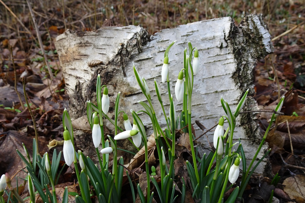 spring  early bloomer  flowers free photo