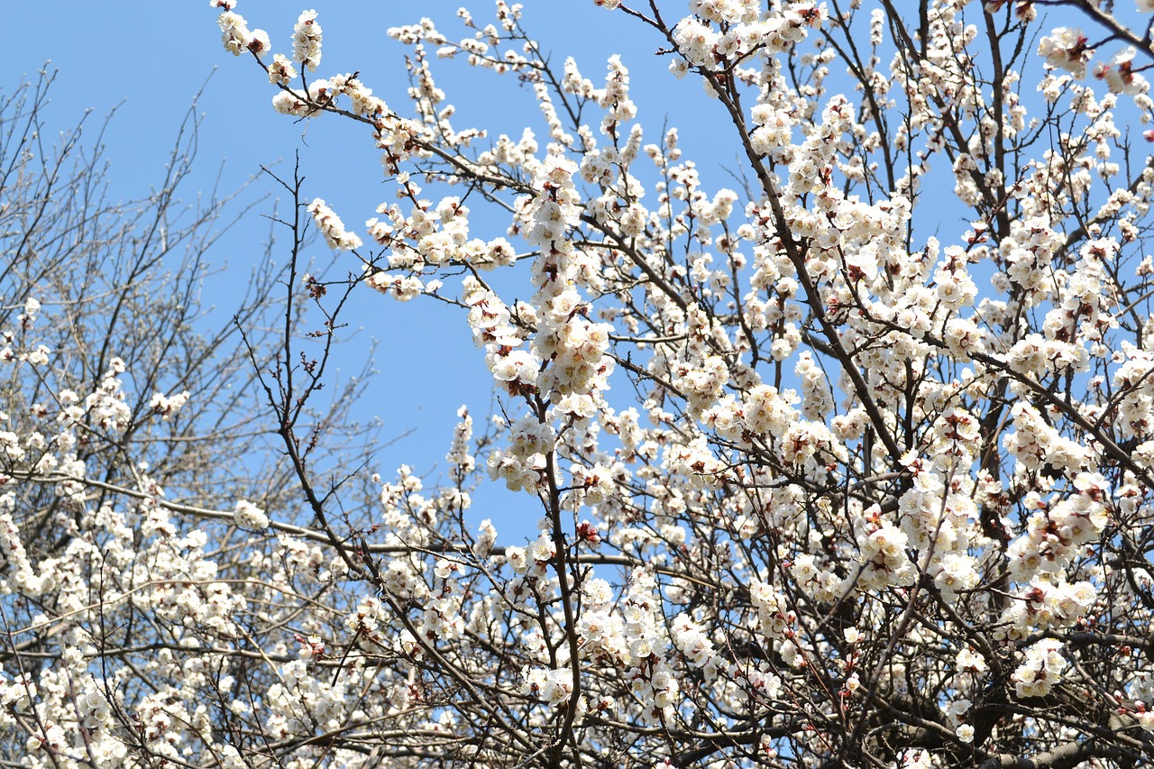 spring  flowers  tree cherry free photo