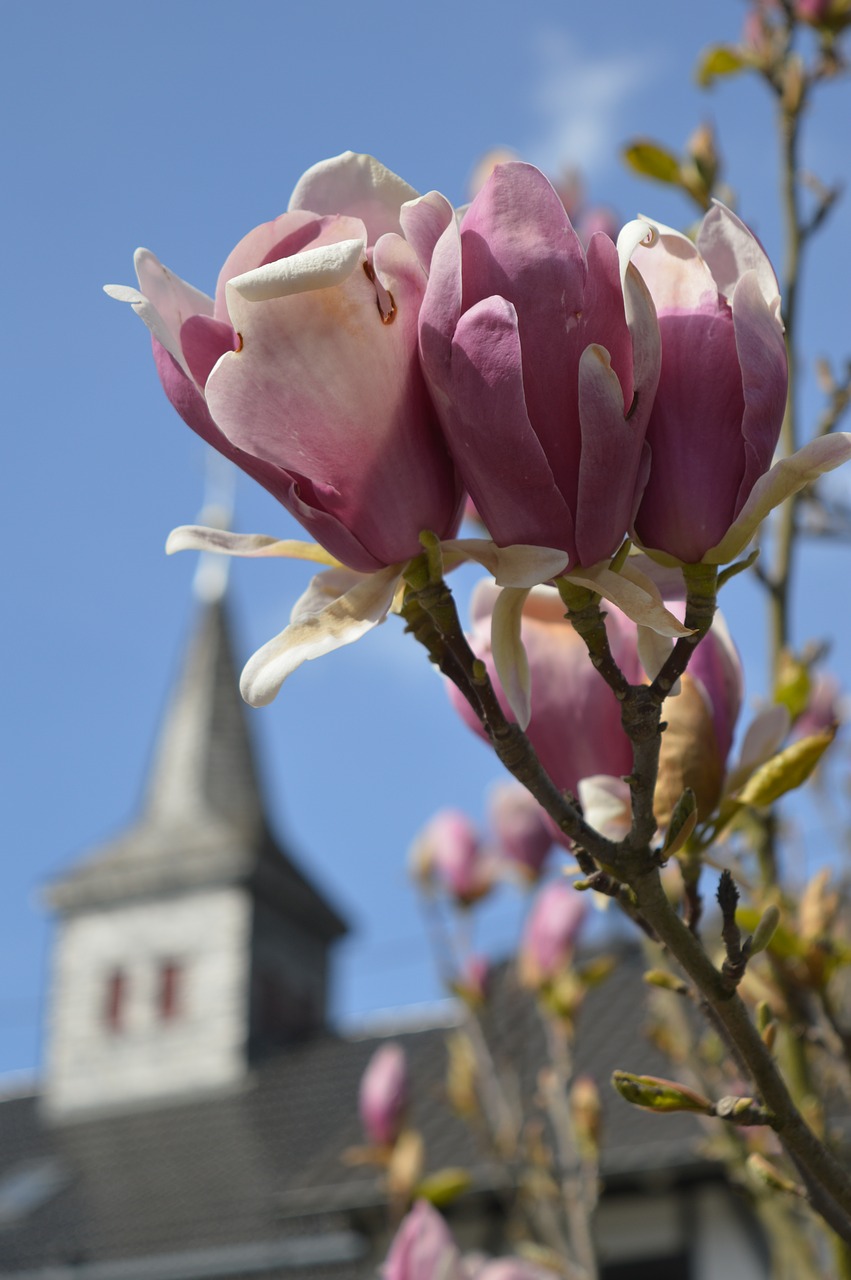 spring  spring day  magnolia free photo