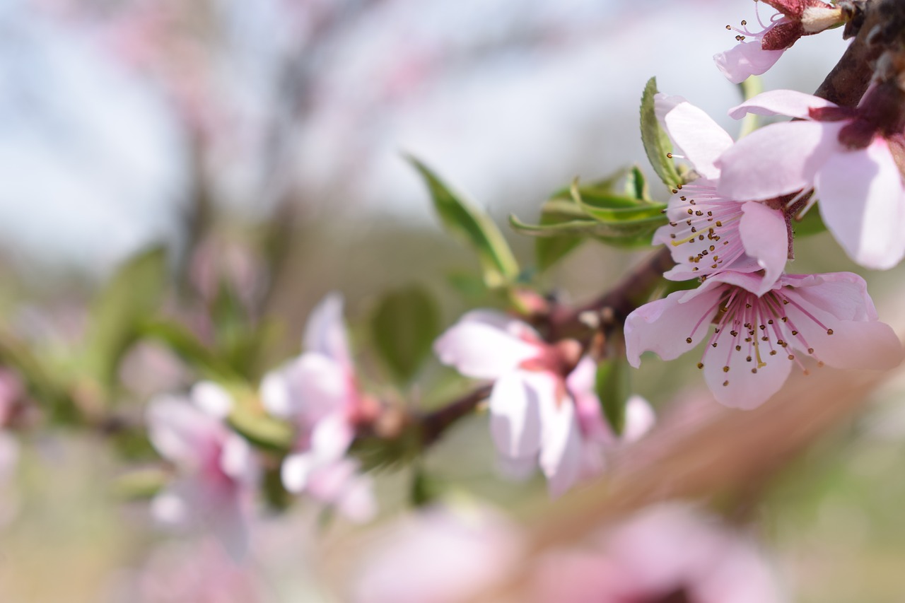 spring  flowers  pink free photo