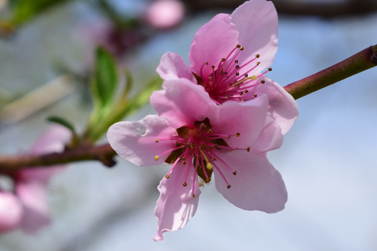 spring  flowers  pink free photo