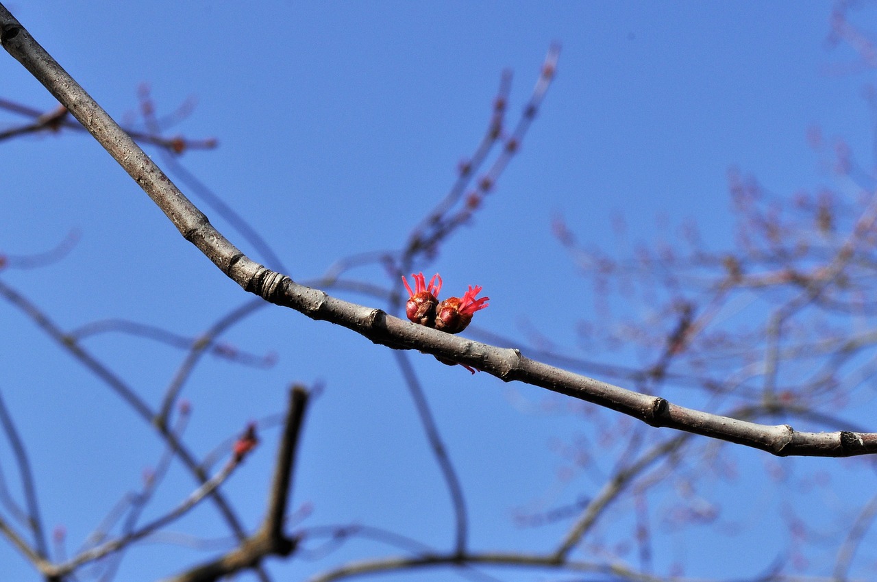 spring  nature  flowers free photo