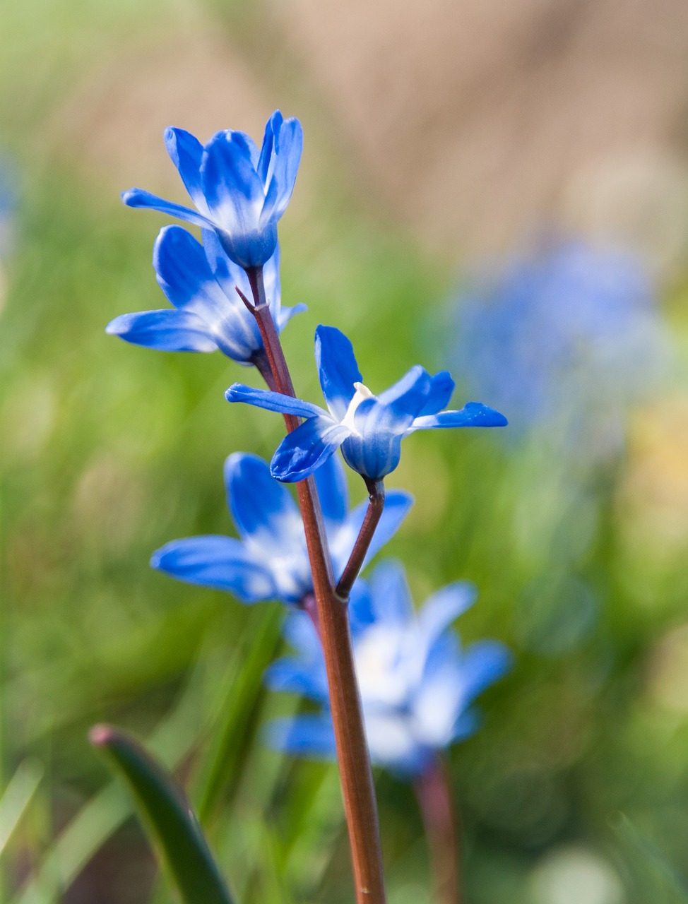 spring  flowers  flower meadow free photo