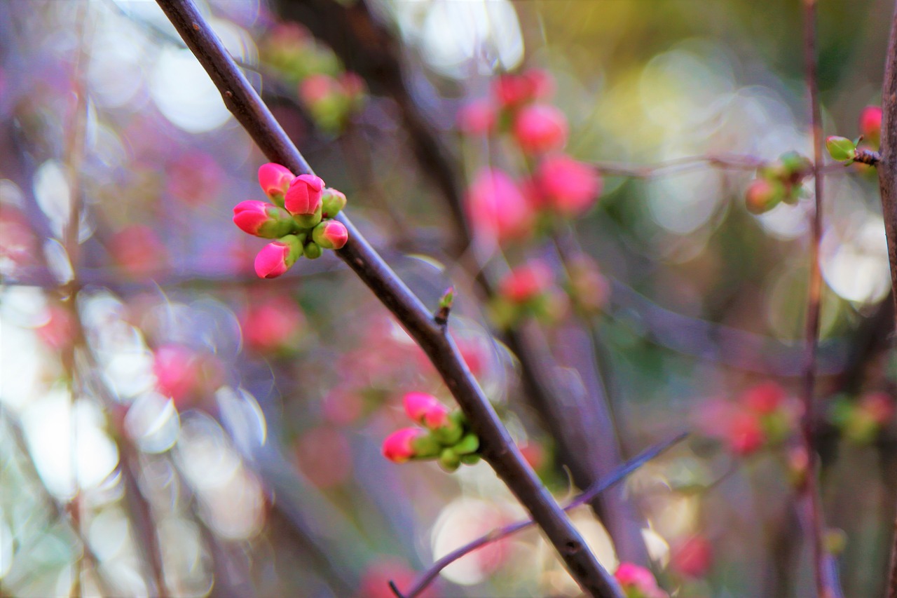 spring  flower  nature free photo