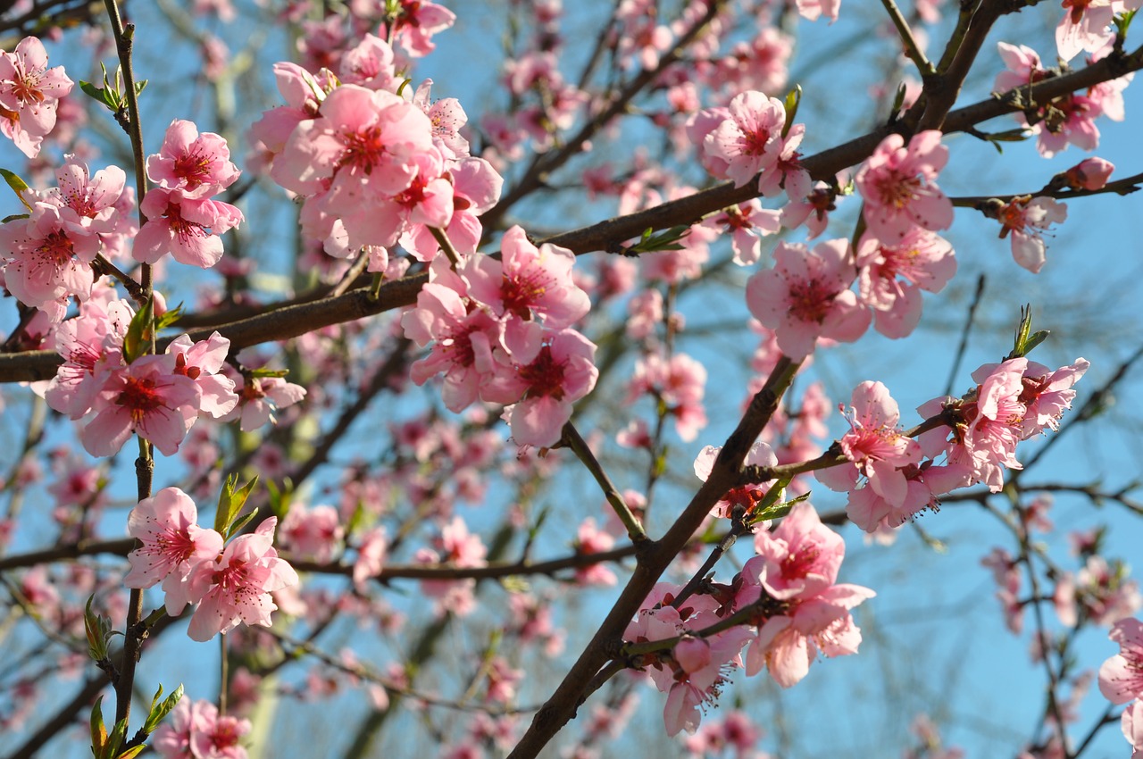 spring  bloom  flowers free photo