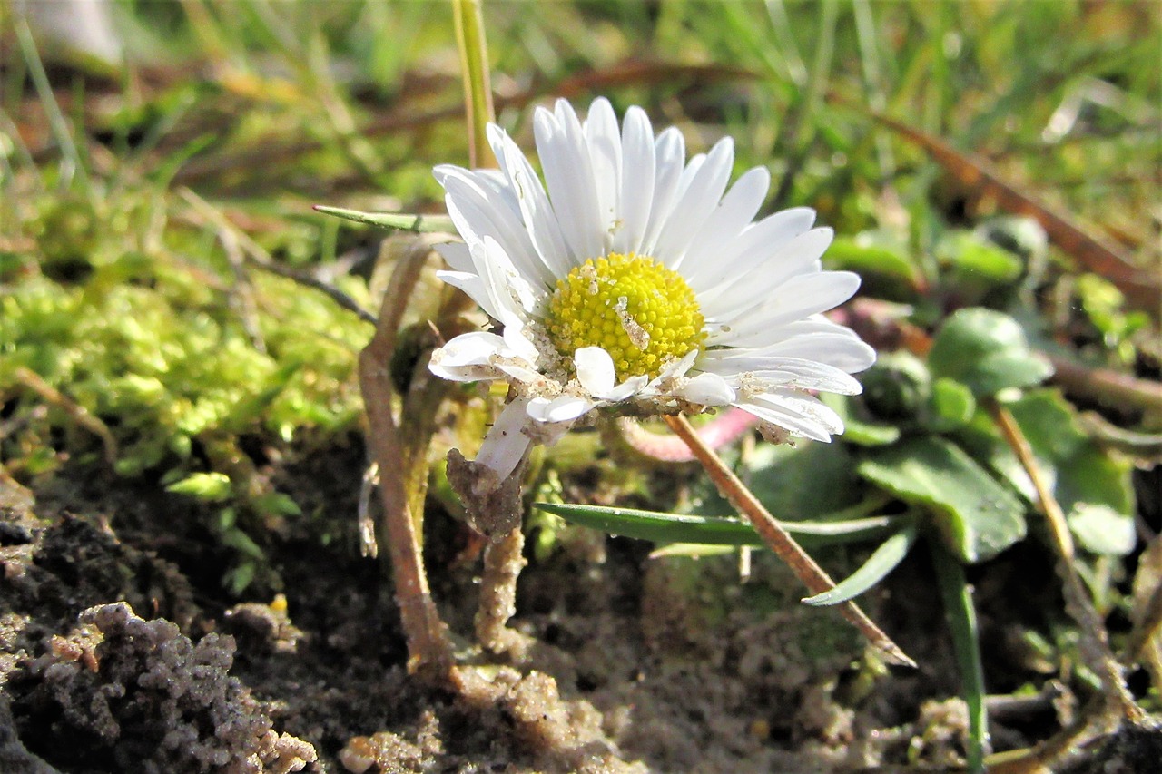 spring  daisy  limestones free photo