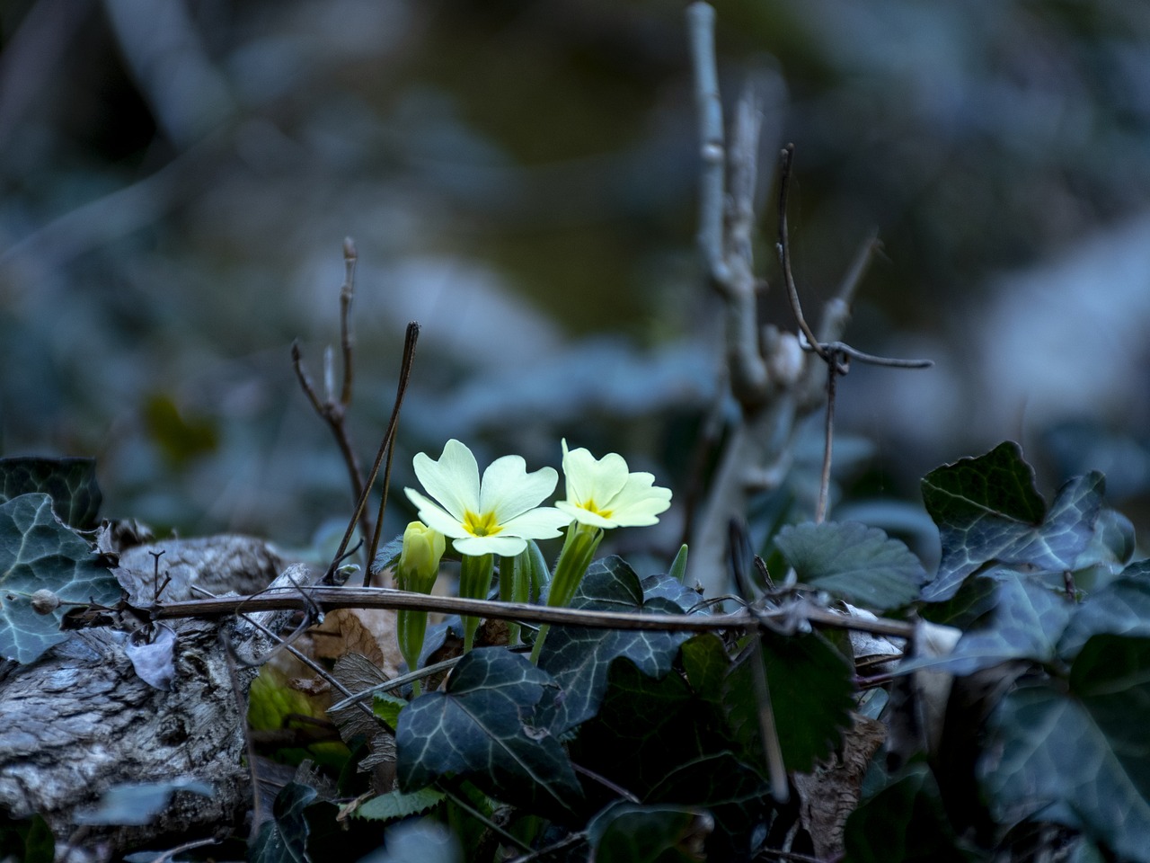 spring  trumpet  woods free photo