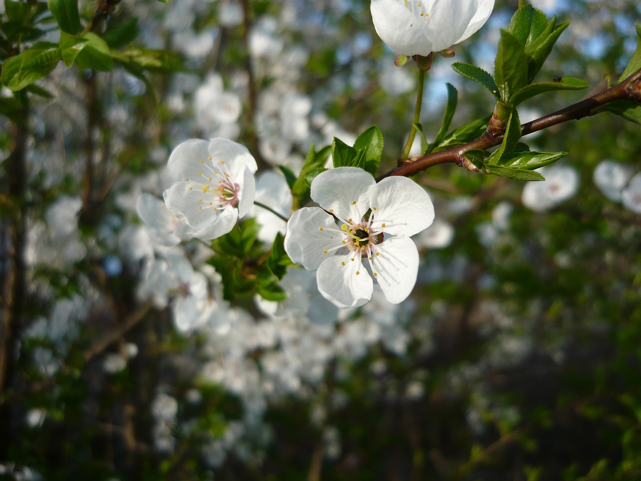 spring  flower  tree free photo