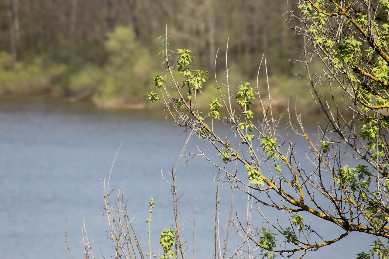 spring  trees  river free photo