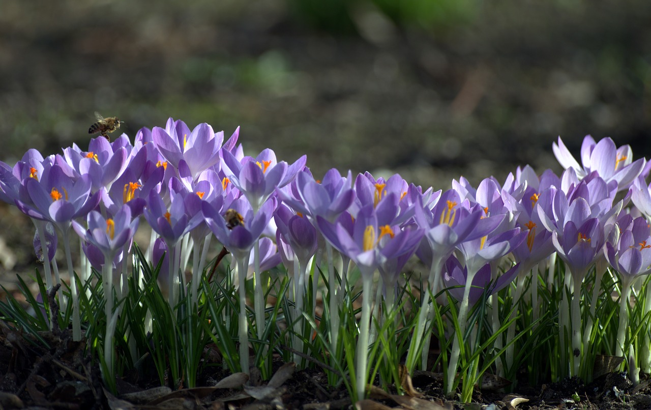 spring  crocus  flowers free photo