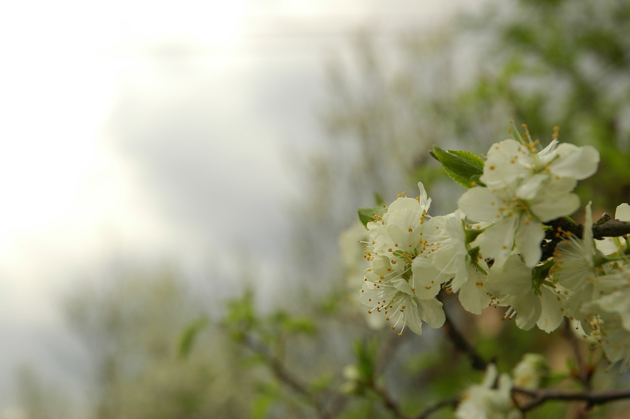 spring green bloom free photo