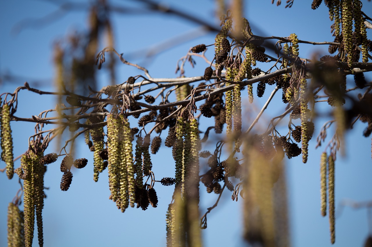 spring  willow  blossom free photo