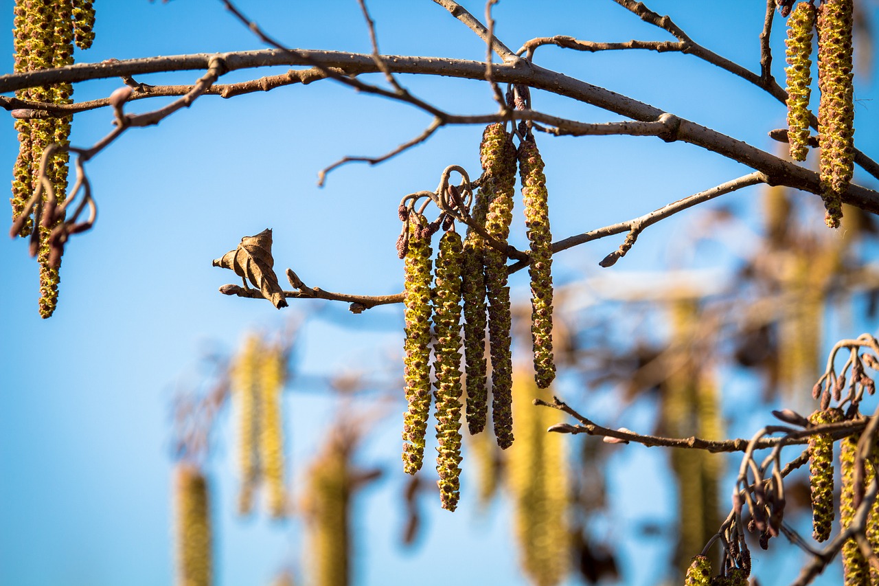 spring  willow  blossom free photo