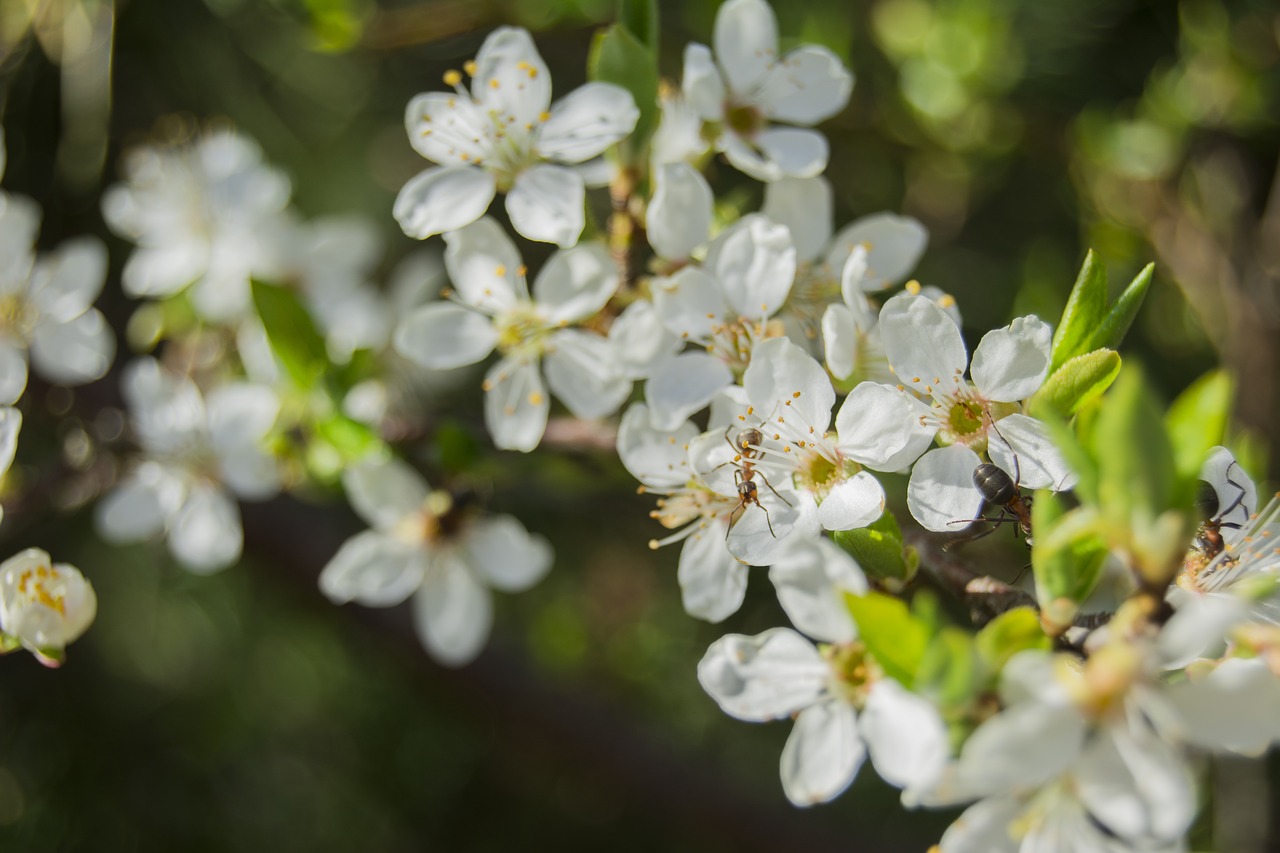 spring  blooms  blossom free photo