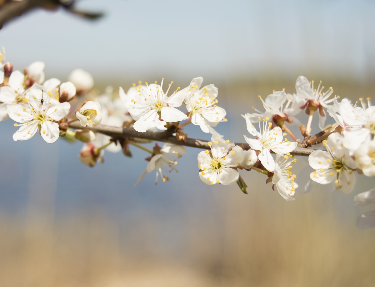 spring  nature  blossom free photo