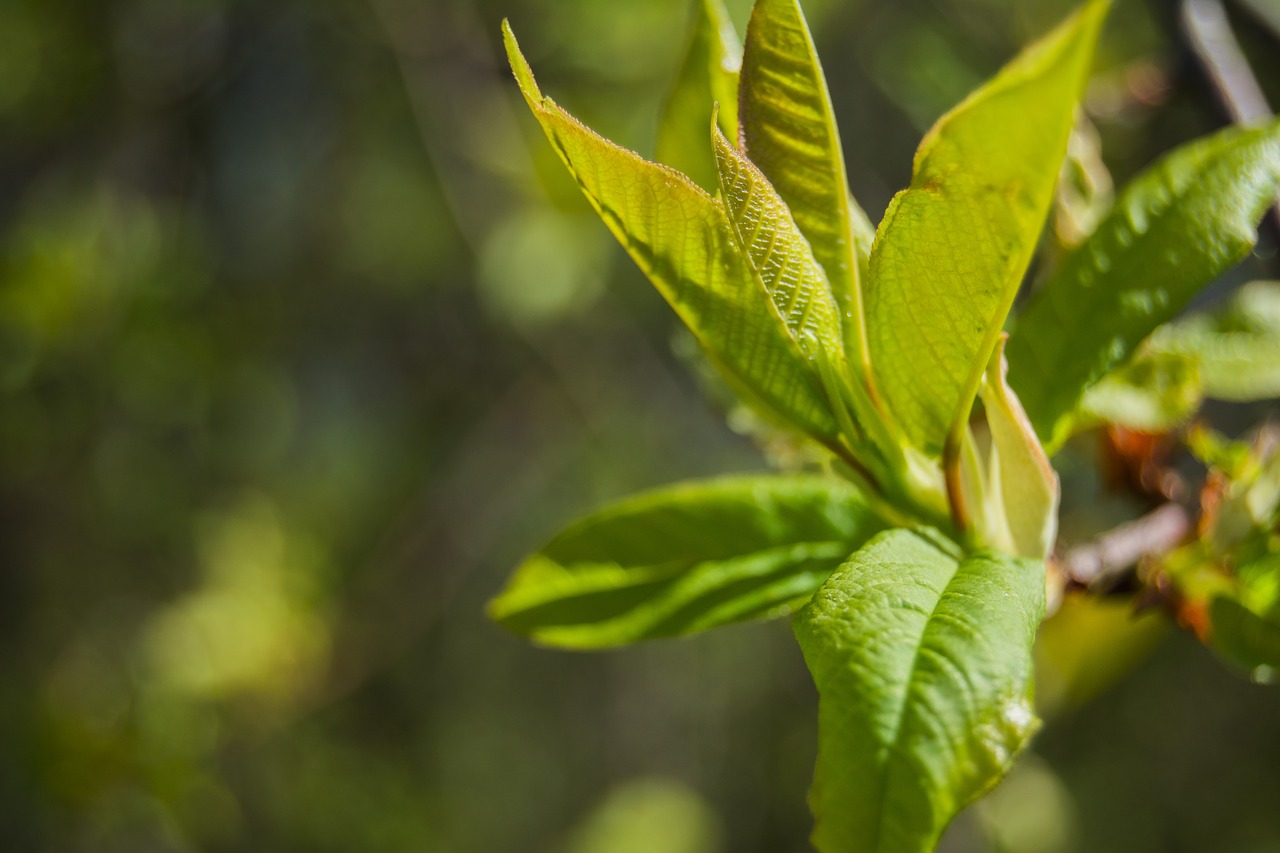 spring  nature  green free photo