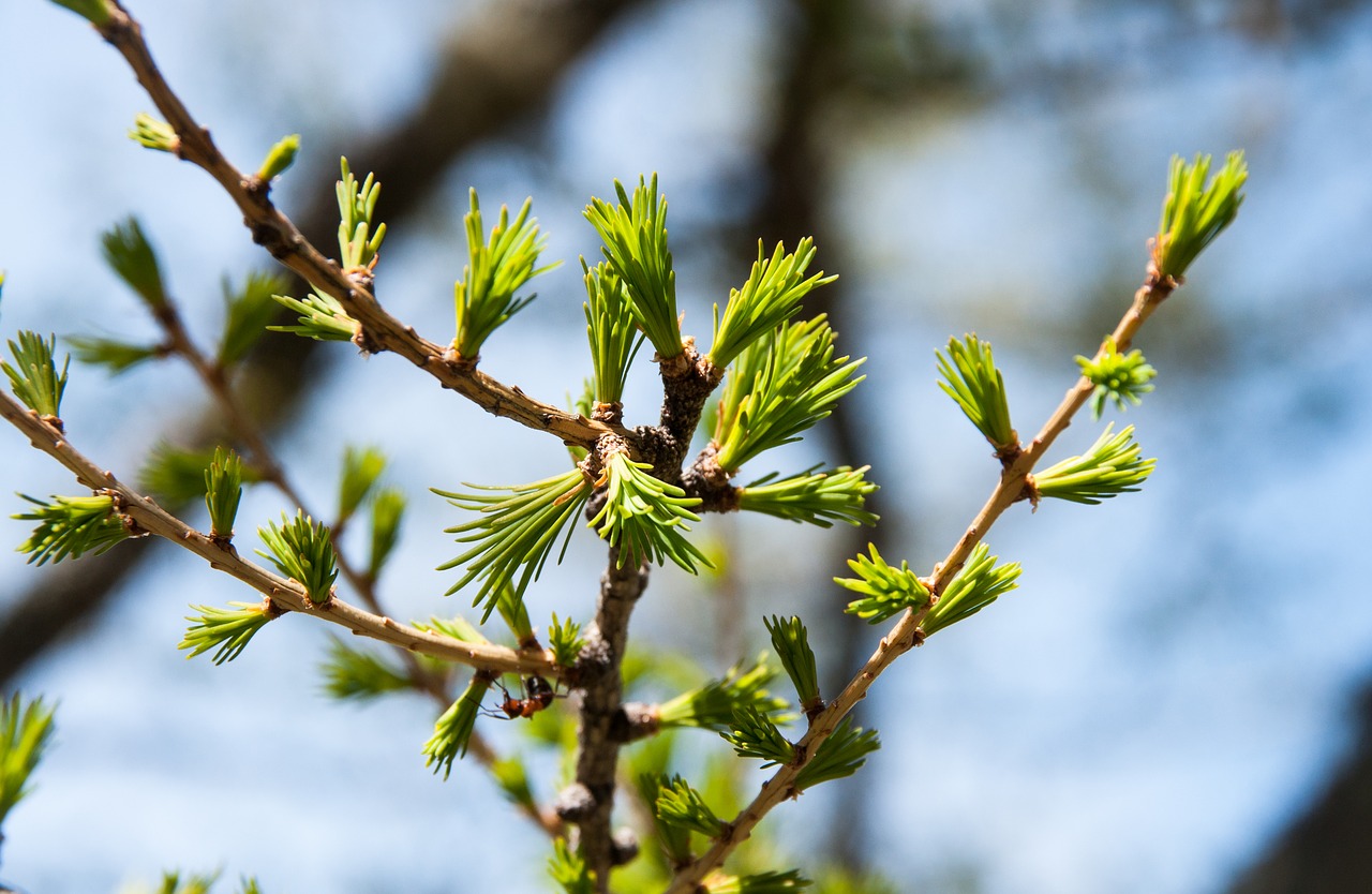 spring  fir tree  nature free photo