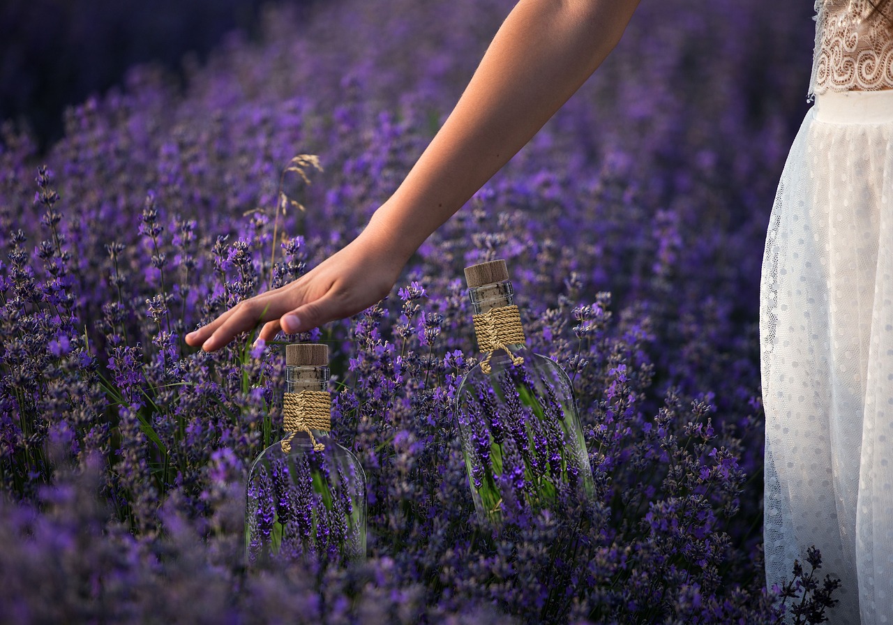 spring  lavender  flowers free photo