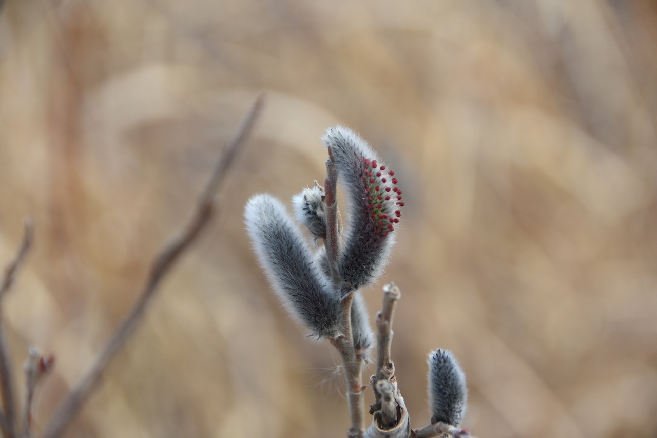 spring  flowers  plants free photo